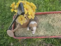 Day Lilly , a female Pembroke Welsh Corgi for sale in Mountain Grove, MO – Photo 3 of 6