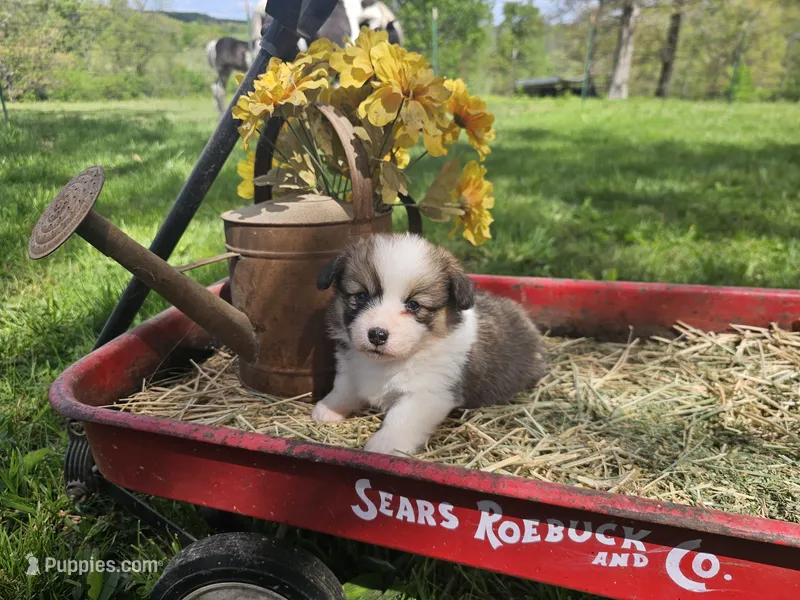 Day Lilly  – Pembroke Welsh Corgi puppy for sale in Mountain Grove, MO