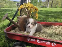 Day Lilly , a female Pembroke Welsh Corgi for sale in Mountain Grove, MO – Photo 1 of 6