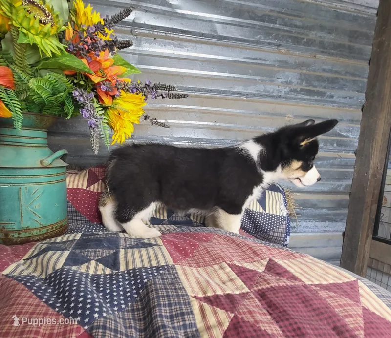 Chelsea  – Pembroke Welsh Corgi puppy for sale in Mountain Grove, MO