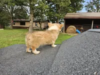 Waffles, a female Pembroke Welsh Corgi for sale in Mountain Grove, MO – 3 of 6