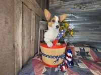 Betsy , a female Pembroke Welsh Corgi for sale in Mountain Grove, MO – 3 of 5
