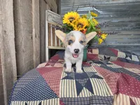 Chloe, a female Pembroke Welsh Corgi for sale in Mountain Grove, MO – 4 of 4