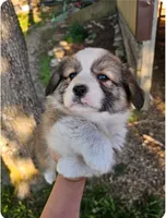 Kingsley, a male Pembroke Welsh Corgi for sale in Mountain Grove, MO – 10 of 10