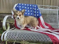 Hershey, a female Pembroke Welsh Corgi for sale in Mountain Grove, MO – 1 of 7