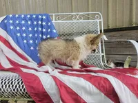 Hershey, a female Pembroke Welsh Corgi for sale in Mountain Grove, MO – 2 of 7