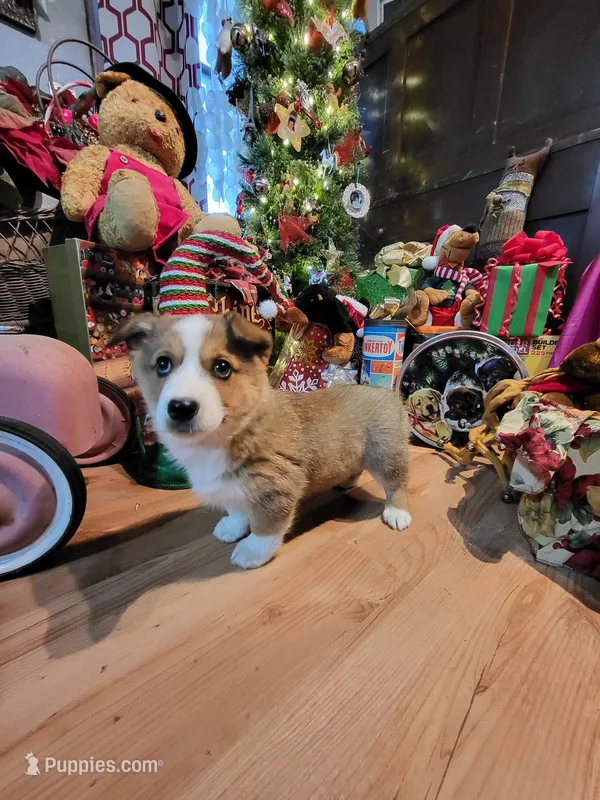 Biff – Aussalier puppy on hold in Mountain Grove, MO