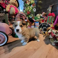 Biff, a male Aussalier for sale in Mountain Grove, MO – Photo 1 of 6