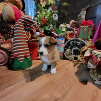 Biff, a male Aussalier for sale in Mountain Grove, MO – Photo 2 of 6