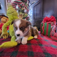 Biff, a male Aussalier for sale in Mountain Grove, MO – Photo 4 of 6