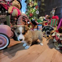 Biff, a male Aussalier for sale in Mountain Grove, MO – Photo 3 of 6