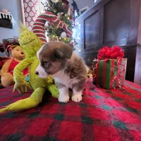 Biff, a male Aussalier for sale in Mountain Grove, MO – Photo 6 of 6