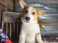 Houdini, a male Pembroke Welsh Corgi for sale in Mountain Grove, MO – 4 of 8