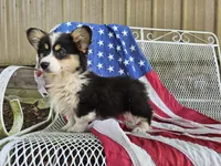 Tulip, a female Pembroke Welsh Corgi for sale in Mountain Grove, MO – 1 of 10