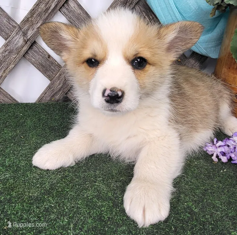 Little Pete , a male Pembroke Welsh Corgi for sale in Mountain Grove, MO – Photo 1 of 3