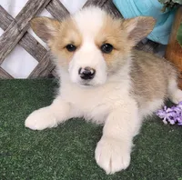 Little Pete , a male Pembroke Welsh Corgi for sale in Mountain Grove, MO – Photo 1 of 3