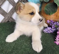 Little Pete , a male Pembroke Welsh Corgi for sale in Mountain Grove, MO – Photo 2 of 3