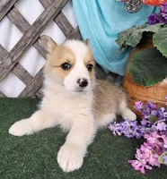 Little Pete , a male Pembroke Welsh Corgi for sale in Mountain Grove, MO – Photo 3 of 3