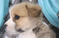 Boris, a male Pembroke Welsh Corgi for sale in Mountain Grove, MO – 1 of 1