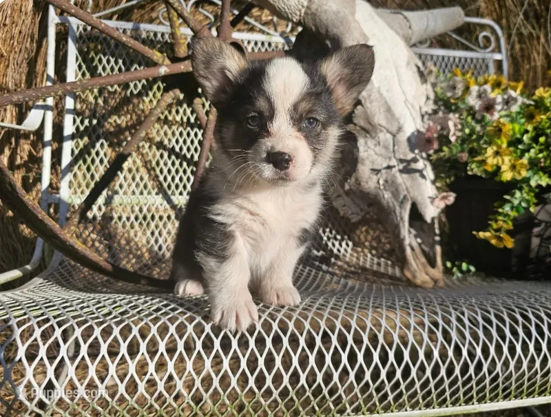 Cocoa – Pembroke Welsh Corgi puppy for sale in Mountain Grove, MO