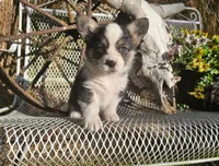 Cocoa, a female Pembroke Welsh Corgi for sale in Mountain Grove, MO – 1 of 4