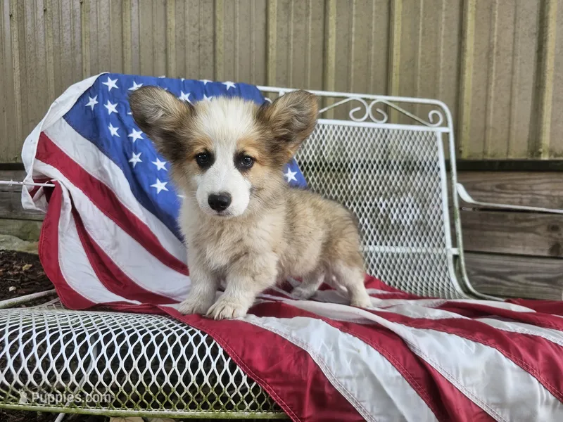 Snickers – Pembroke Welsh Corgi puppy for sale in Mountain Grove, MO