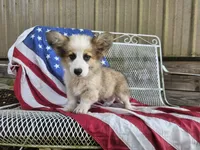 Snickers, a male Pembroke Welsh Corgi for sale in Mountain Grove, MO – 1 of 6