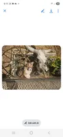 Hershey, a female Pembroke Welsh Corgi for sale in Mountain Grove, MO – 7 of 7