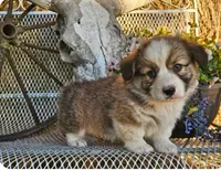 Kingsley, a male Pembroke Welsh Corgi for sale in Mountain Grove, MO – 9 of 10