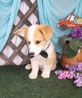 Bentley , a male Pembroke Welsh Corgi for sale in Mountain Grove, MO – 2 of 4