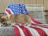 Kingsley, a male Pembroke Welsh Corgi for sale in Mountain Grove, MO – 4 of 9