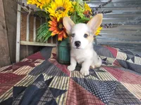 Chase, a male Pembroke Welsh Corgi for sale in Mountain Grove, MO – 3 of 4