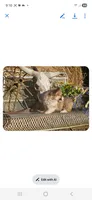 Hershey, a female Pembroke Welsh Corgi for sale in Mountain Grove, MO – 5 of 7