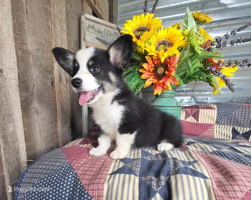 Sugar  – Pembroke Welsh Corgi puppy for sale in Mountain Grove, MO