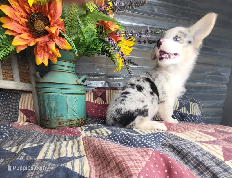 Sprinkles  – Pembroke Welsh Corgi puppy for sale in Mountain Grove, MO