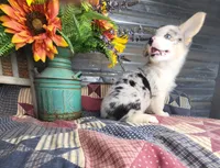 Sprinkles , a female Pembroke Welsh Corgi for sale in Mountain Grove, MO – 1 of 4