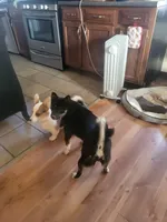 Chilli , a female Shiba Inu for sale in Mountain Grove, MO – 2 of 3