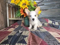 Chase, a male Pembroke Welsh Corgi for sale in Mountain Grove, MO – 2 of 4