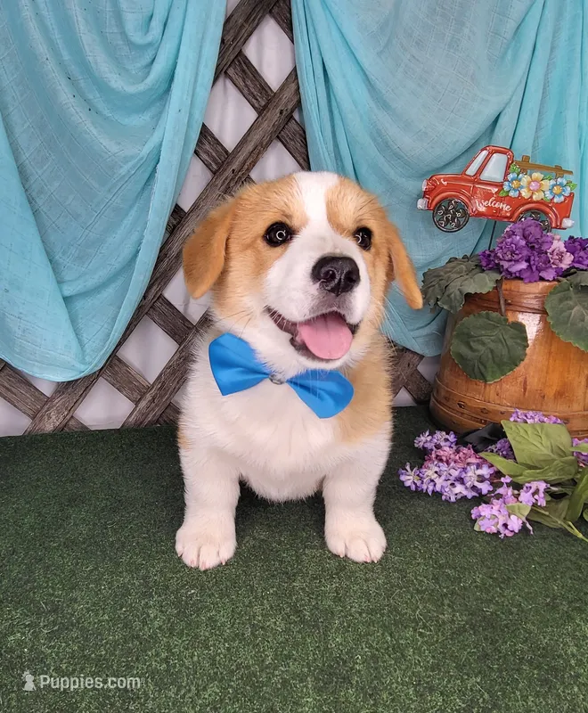 Boris – Pembroke Welsh Corgi puppy for sale in Mountain Grove, MO
