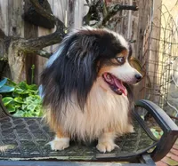 Rio, a male Toy Australian Shepherd for sale in Mountain Grove, MO – Photo 3 of 3