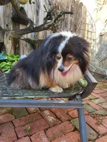 Rio, a male Toy Australian Shepherd for sale in Mountain Grove, MO – Photo 2 of 3