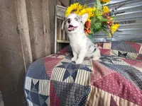 Sprinkles , a female Pembroke Welsh Corgi for sale in Mountain Grove, MO – 2 of 4