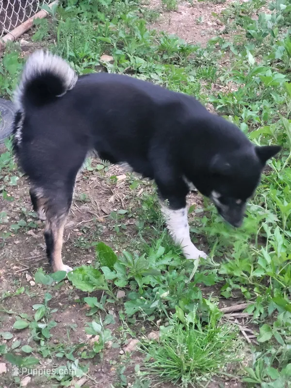 Chilli  – Shiba Inu puppy for sale in Mountain Grove, MO