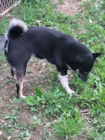 Chilli , a female Shiba Inu for sale in Mountain Grove, MO – 1 of 3