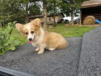 Waffles, a female Pembroke Welsh Corgi for sale in Mountain Grove, MO – 6 of 6