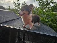 Cayenne, a female Pembroke Welsh Corgi for sale in Mountain Grove, MO – 3 of 4