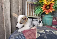 Chloe, a female Pembroke Welsh Corgi for sale in Mountain Grove, MO – 2 of 4