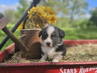 Dahlia, a female Pembroke Welsh Corgi for sale in Mountain Grove, MO – Photo 5 of 6