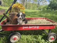Dahlia, a female Pembroke Welsh Corgi for sale in Mountain Grove, MO – Photo 4 of 6