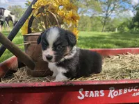 Dahlia, a female Pembroke Welsh Corgi for sale in Mountain Grove, MO – Photo 3 of 6